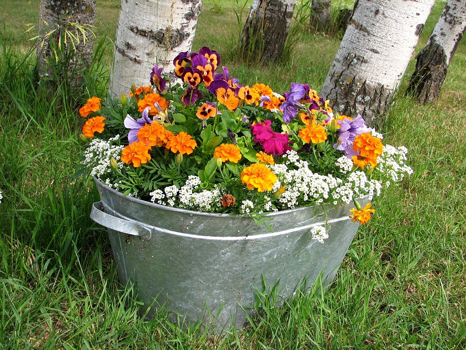 Flowers Pot Grow · Free photo on Pixabay How To Grow Wealth From Nothing